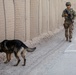 Military Working Dog Training