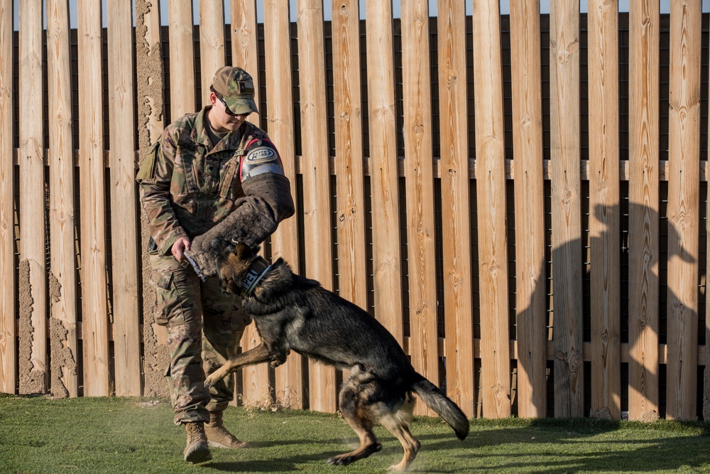 Military Working Dog Training