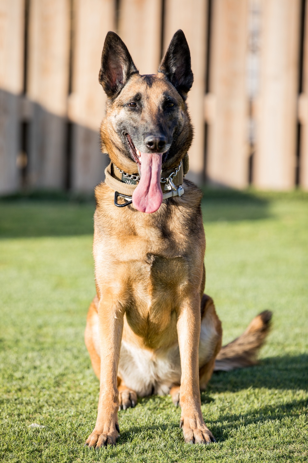 Military Working Dog Training