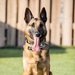 Military Working Dog Training