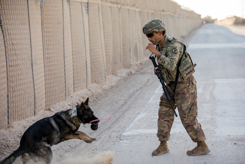 Military Working Dog Training