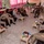 A group of military and security personnel in various uniforms are gathered in a meeting room, seated in a circular arrangement on sofas and chairs. The setting appears to be an informal briefing or coordination meeting, with small side tables holding refreshments and decorative items. The room has pink curtains and a tiled floor, suggesting a civilian building repurposed for official use.