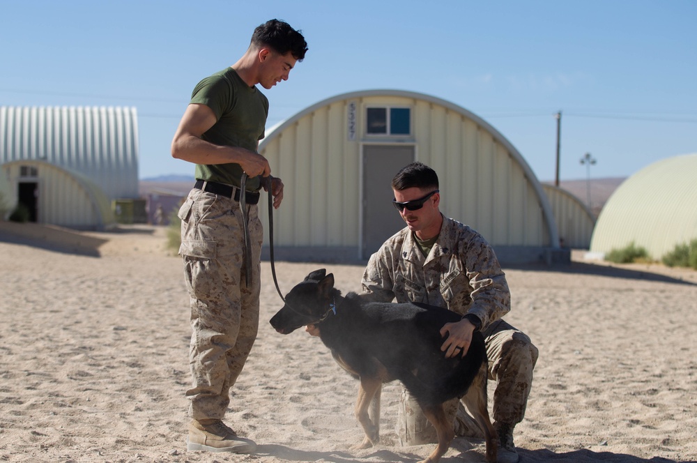 Military Working Dog Demonstrates Discipline