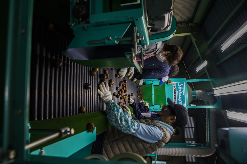 MCAS Iwakuni residents go to chestnut picking festival