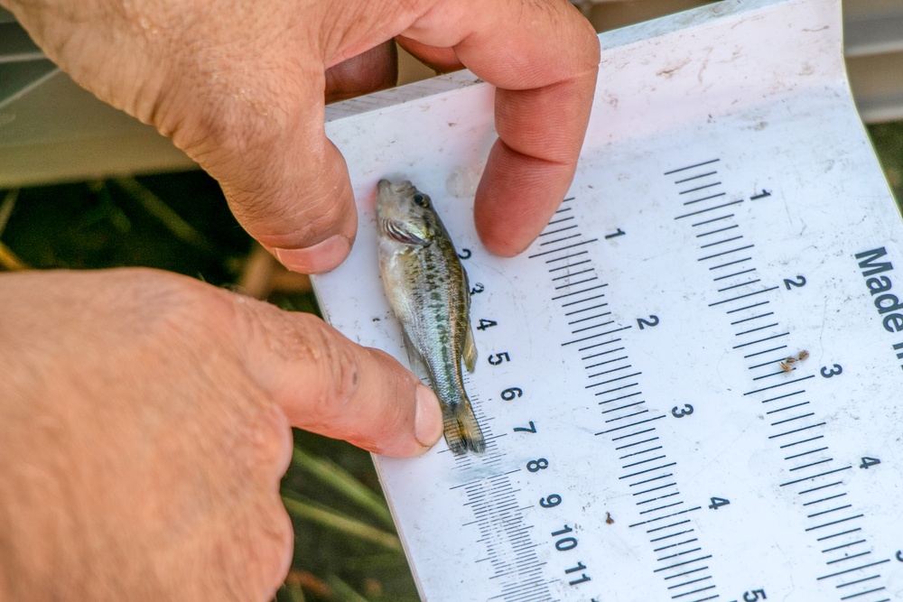 Buffalo District conducts fish survey at Unity Island with D'Youville College