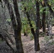 JTF Rattlesnake’s Auburn hand crew clear hillside of potential fire fuels