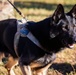 2019 Iron Dog Competition