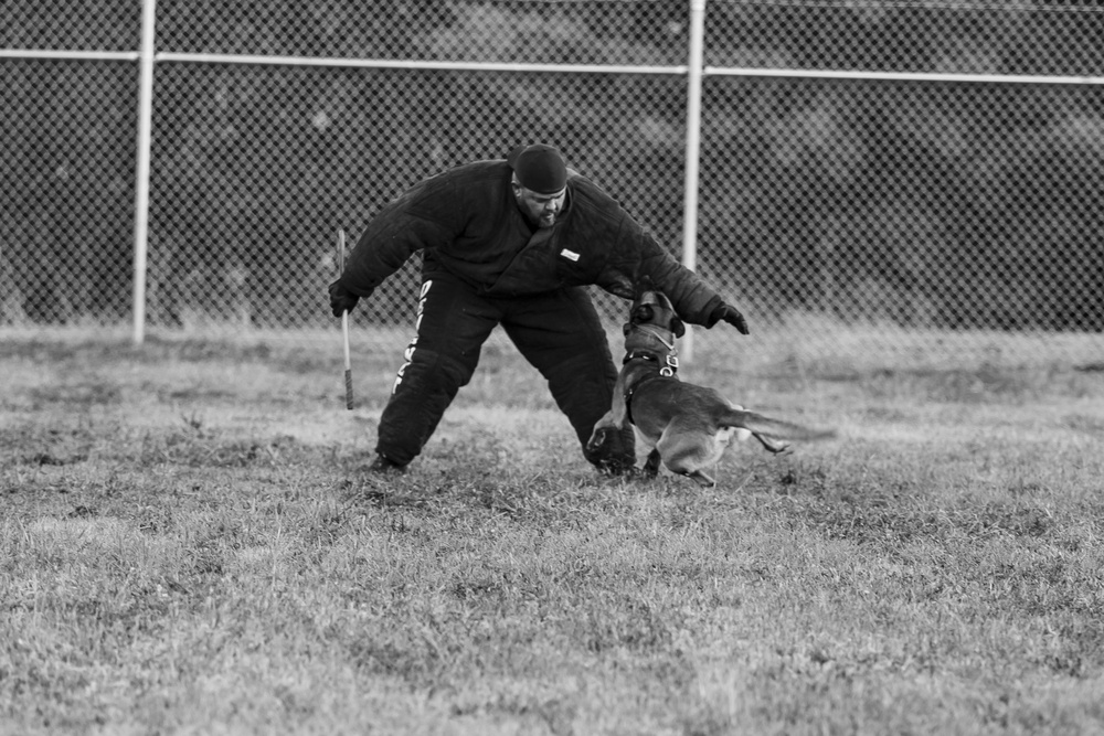 2019 Iron Dog Competition