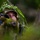 Multinational SOF and Sky Soldiers combine unconventional and conventional warfare at Saber Junction 19 Multinational SOF and Sky Soldiers combine unconventional and conventional warfare at Saber Junction 19