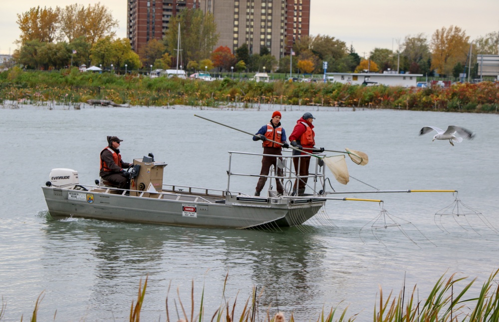 USACE Buffalo District and USFWS perform fish survey at Unity Island