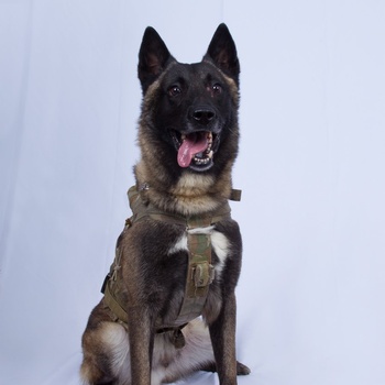The military working dog who sustained minor injuries during the raid has returned to duty