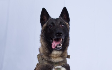 The military working dog who sustained minor injuries during the raid has returned to duty