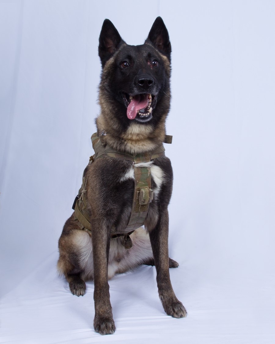 The military working dog who sustained minor injuries during the raid has returned to duty
