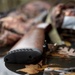 Waterfowl hunting safety reminder