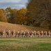 HEADQUARTERS AND SERVICE BATTALION HIKE