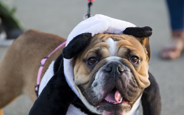 I MSB's Annual Boo Bash 2019