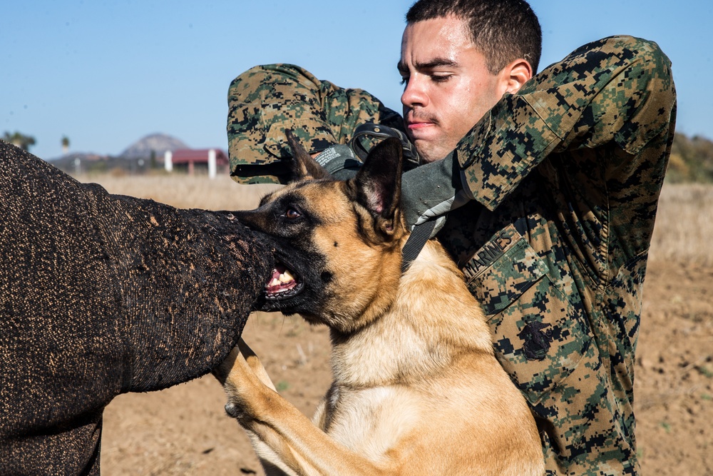 Working dog handlers conduct bite training scenarios