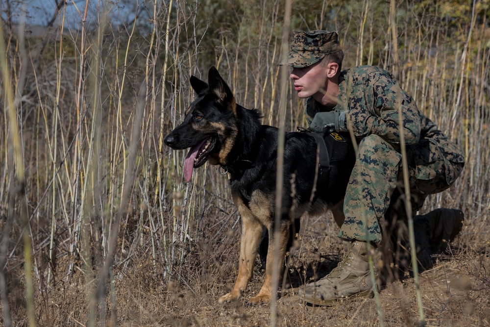 Working dog handlers conduct bite training scenarios