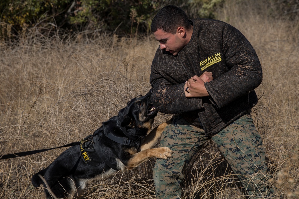 Working dog handlers conduct bite training scenarios