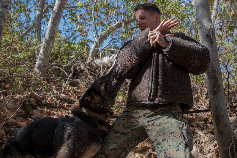 Working dog handlers conduct bite training scenarios