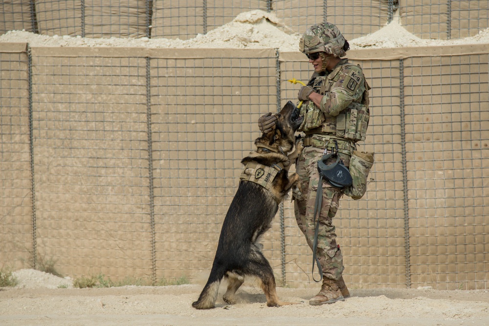 Al Asad Air Base Dog Handler's route clearance drill