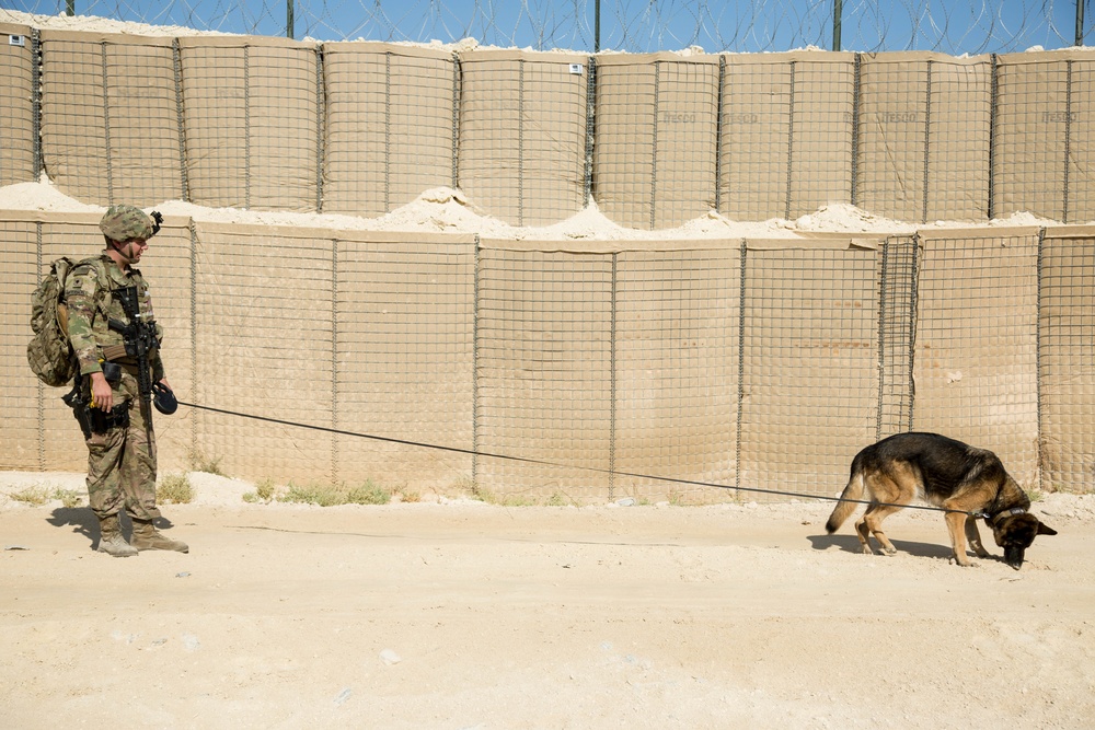 Al Asad Air Base Dog Handler's route clearance drill