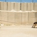 Al Asad Air Base Dog Handler's route clearance drill