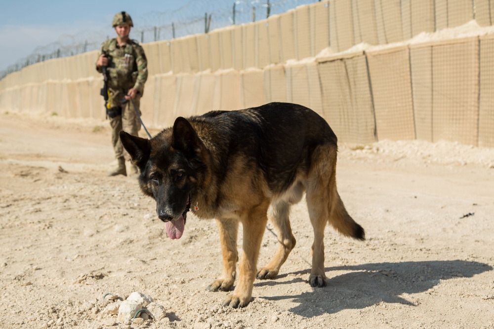 Al Asad Air Base Dog Handler's route clearance drill