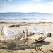 U.S. Marines clean up the environment