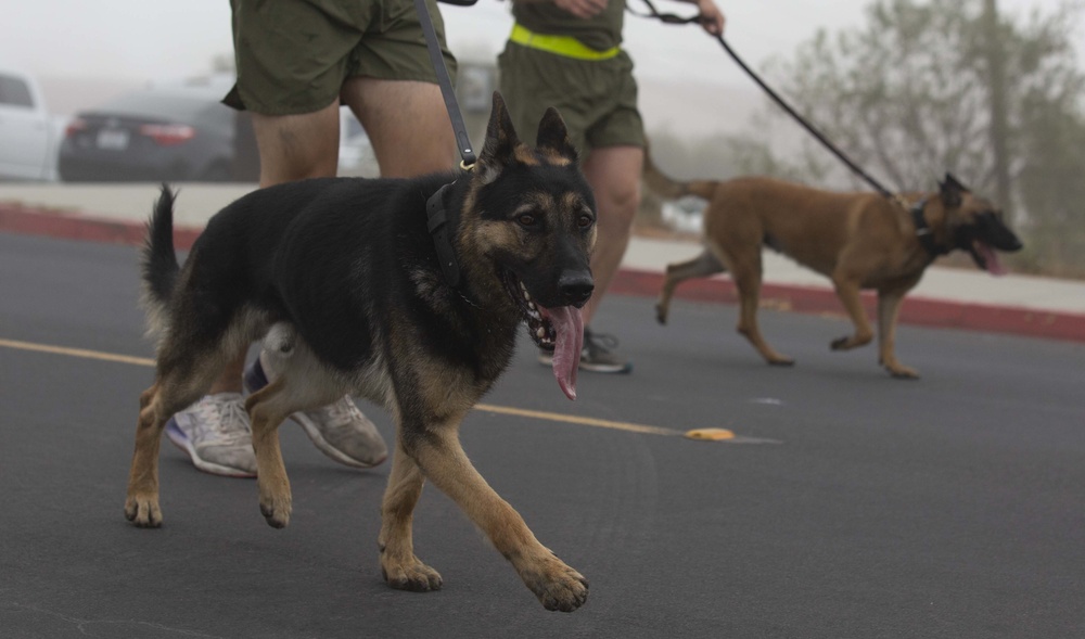 I MIG conducts formation run for 244th USMC birthday