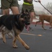 I MIG conducts formation run for 244th USMC birthday