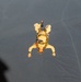 Recon refines jump skills