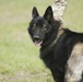 Passion for canines makes for successful MWD teams
