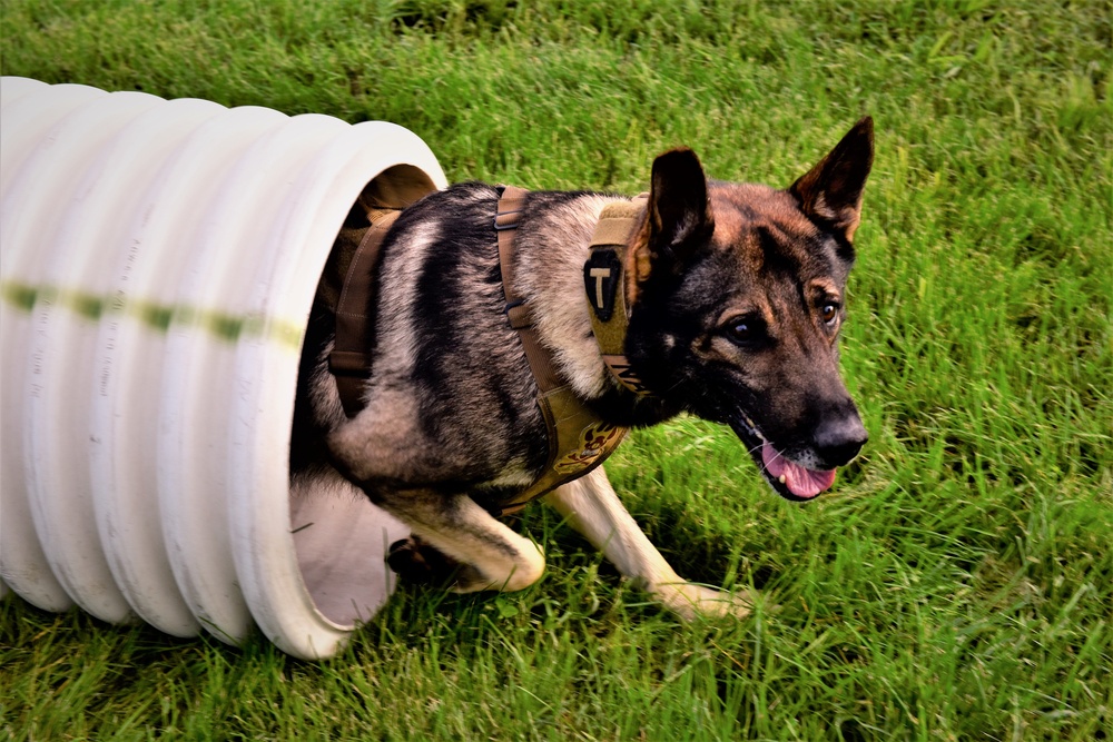 Military Working Dog Training at NSA Naples