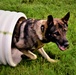 Military Working Dog Training at NSA Naples