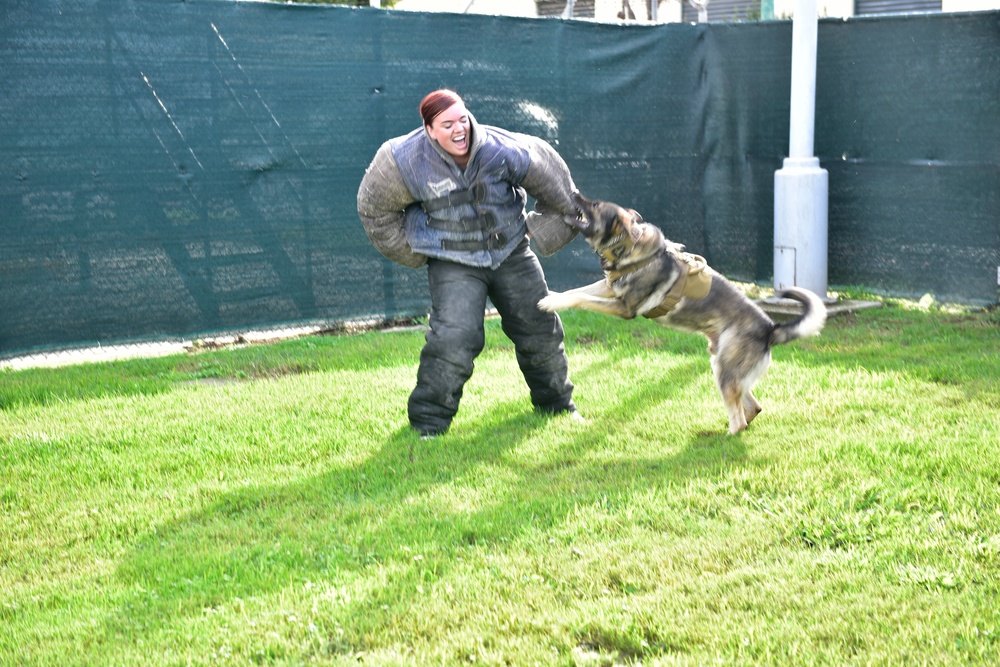 Military Working Dog Training at NSA Naples