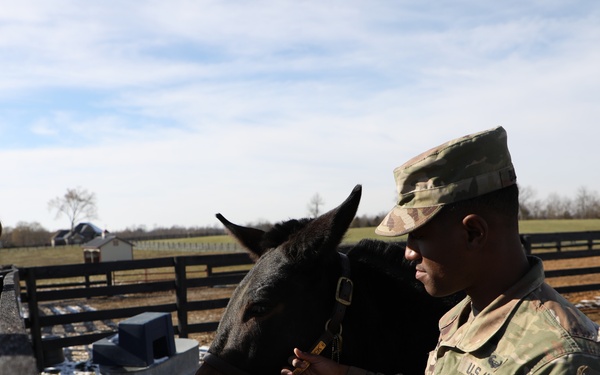 1st TSC Spouses Visit Sgt. Blackjack on 45-acre Farm