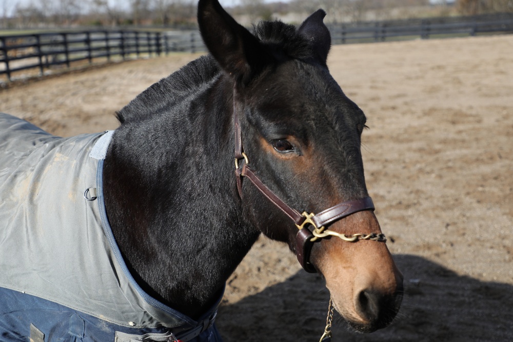 1st TSC Spouses Visit Sgt. Blackjack on 45-acre Farm