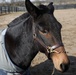 1st TSC Spouses Visit Sgt. Blackjack on 45-acre Farm