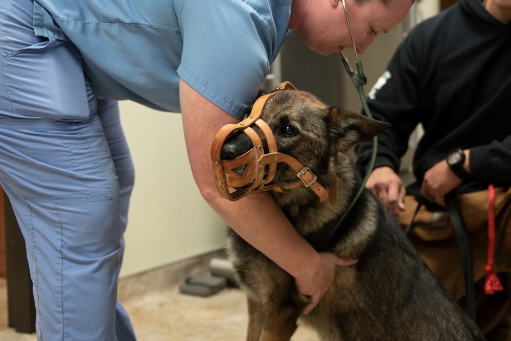 Vet Clinic cares for Team Moody animals