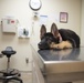 Vet Clinic cares for Team Moody animals