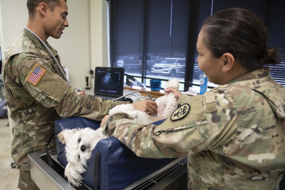 Vet Clinic cares for Team Moody animals