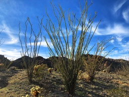 Walking With Devil: Chris Black Hikes “El Camino del Diablo”