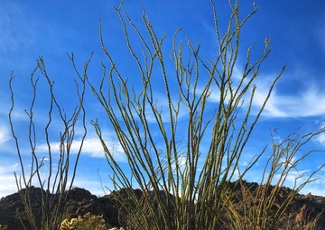Walking With Devil: Chris Black Hikes “El Camino del Diablo”