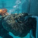Pendleton Marines submerge in underwater helicopter egress training