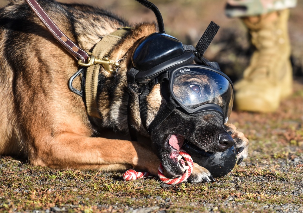 Fairchild Military Working Dogs participate in Huey training