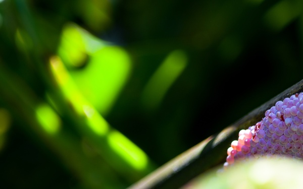 Harvesting the Invasive Water Hyacinth