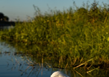 Harvesting the Invasive Water Hyacinth