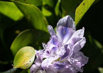 Harvesting the Invasive Water Hyacinth