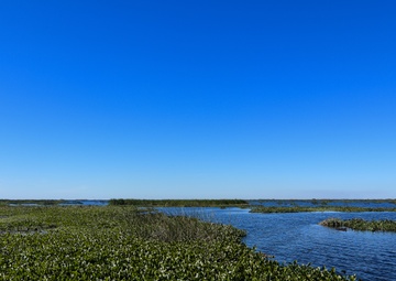 Harvesting the Invasive Water Hyacinth